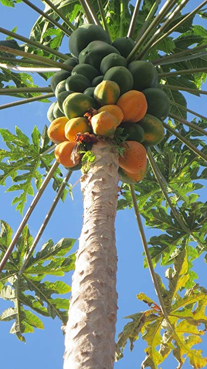 papaya carica tropical 1l turn