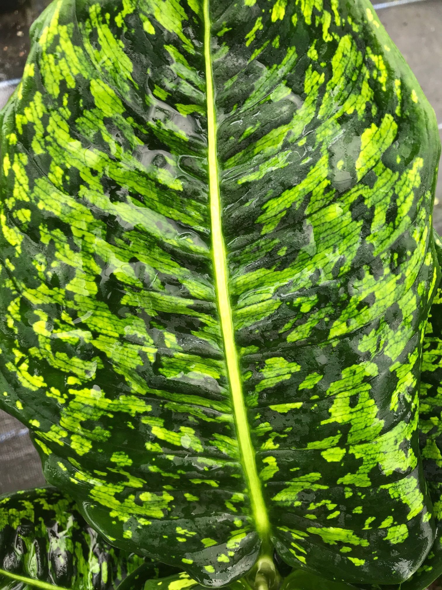 Dieffenbachia 'Reflector' 27cm (80cm Tall) Turn It Tropical