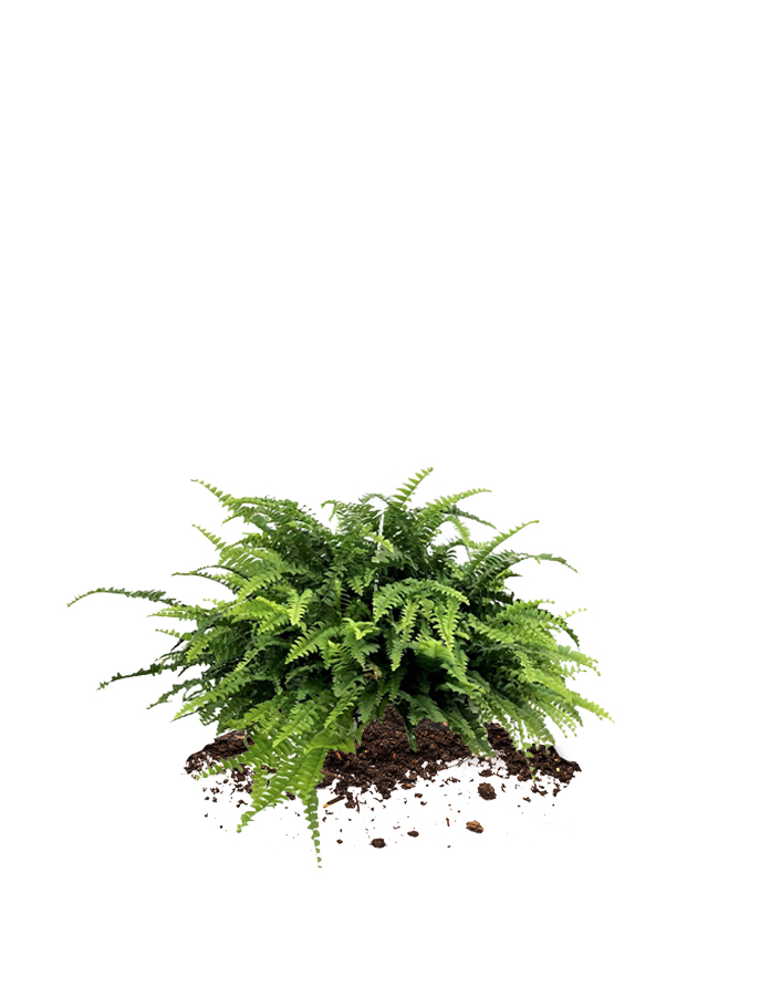 fern plants for sale