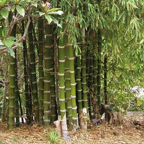 Bambusa bambos Seeds x 5 Turn It Tropical