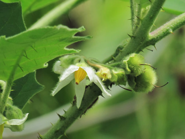 Solanum ferox