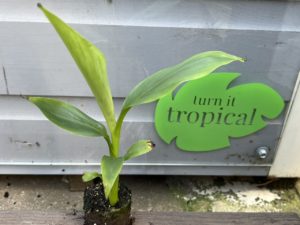 Turn it Tropical Product Image