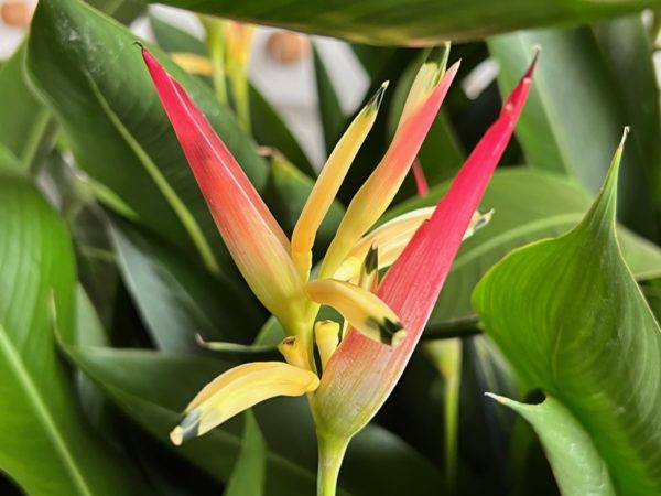 Heliconia psittacorum 'Hawaii'