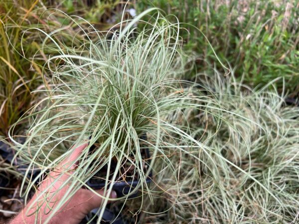 Carex 'Frosted Curls'